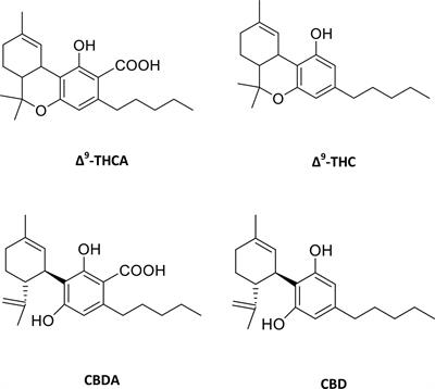 Propagation of Cannabis for Clinical Research: An Approach Towards a Modern Herbal Medicinal Products Development